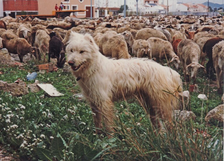 perros almoradi