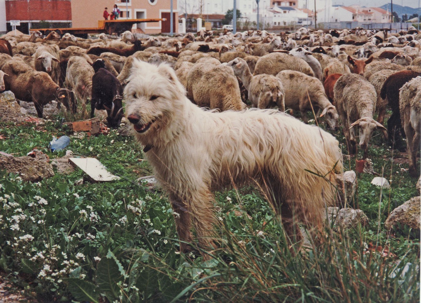 perros almoradi