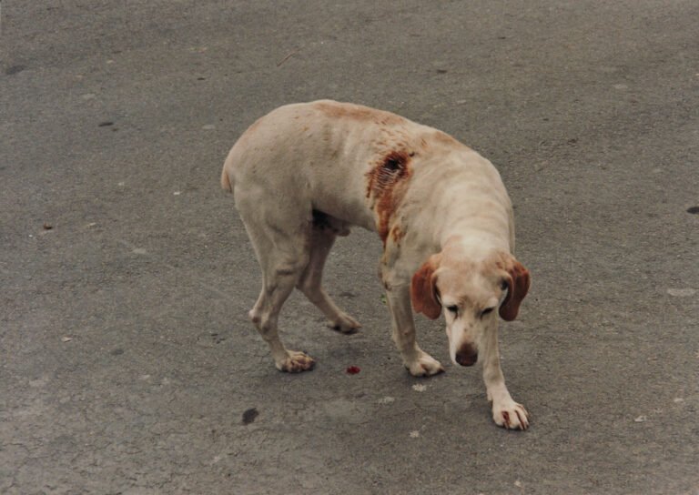 perros0003
