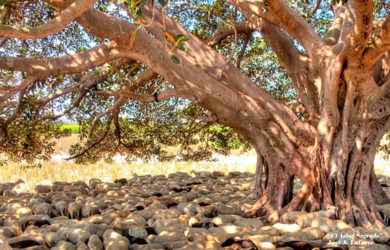 arbol sagrado 2