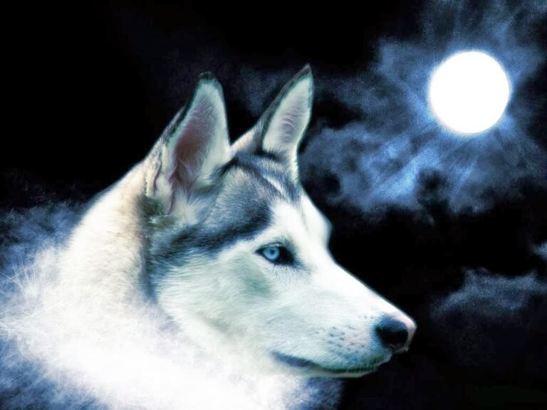 a la caza del lobo en almoradi