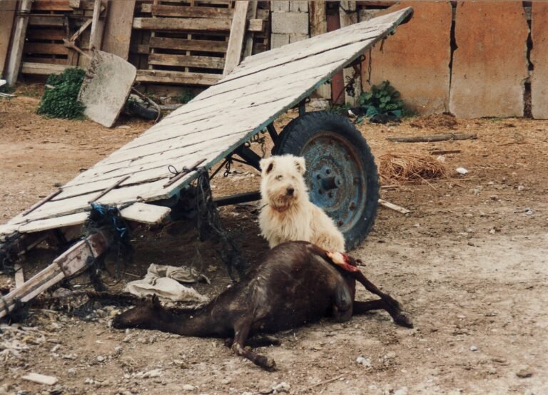 historias de perros en almordi