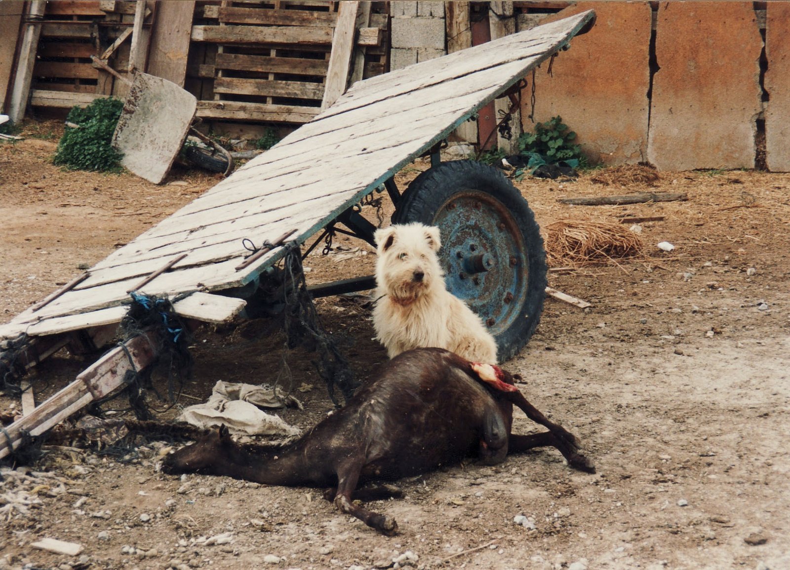 historias de perros en almordi