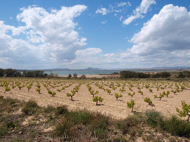 vinedos