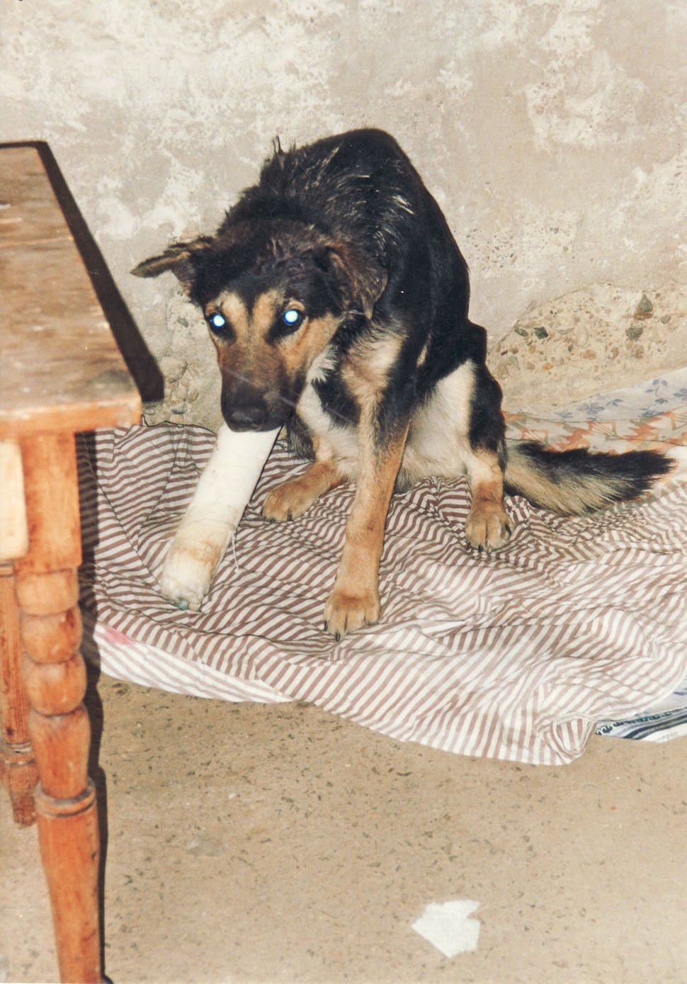 perros0008