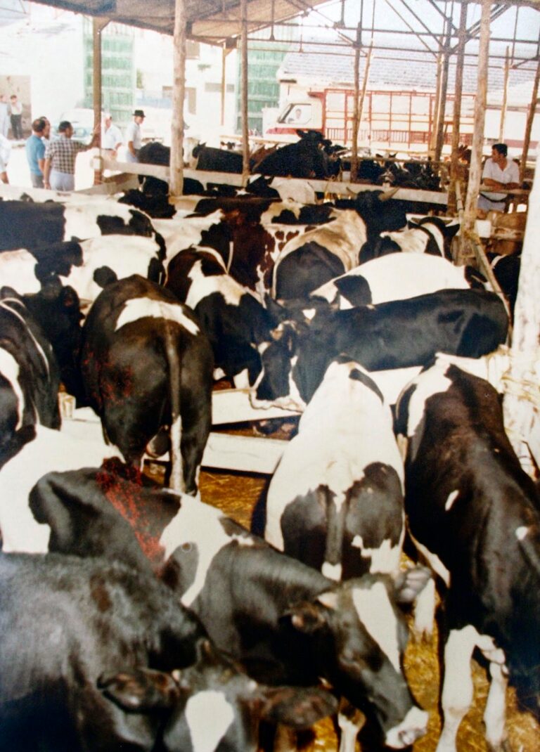 mercado de ganados almoradi 14