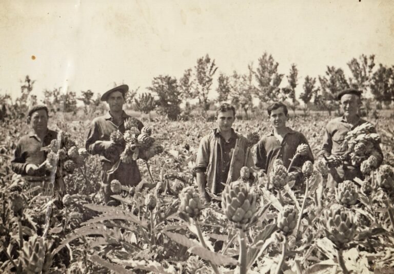 alcachofa de la vega baja
