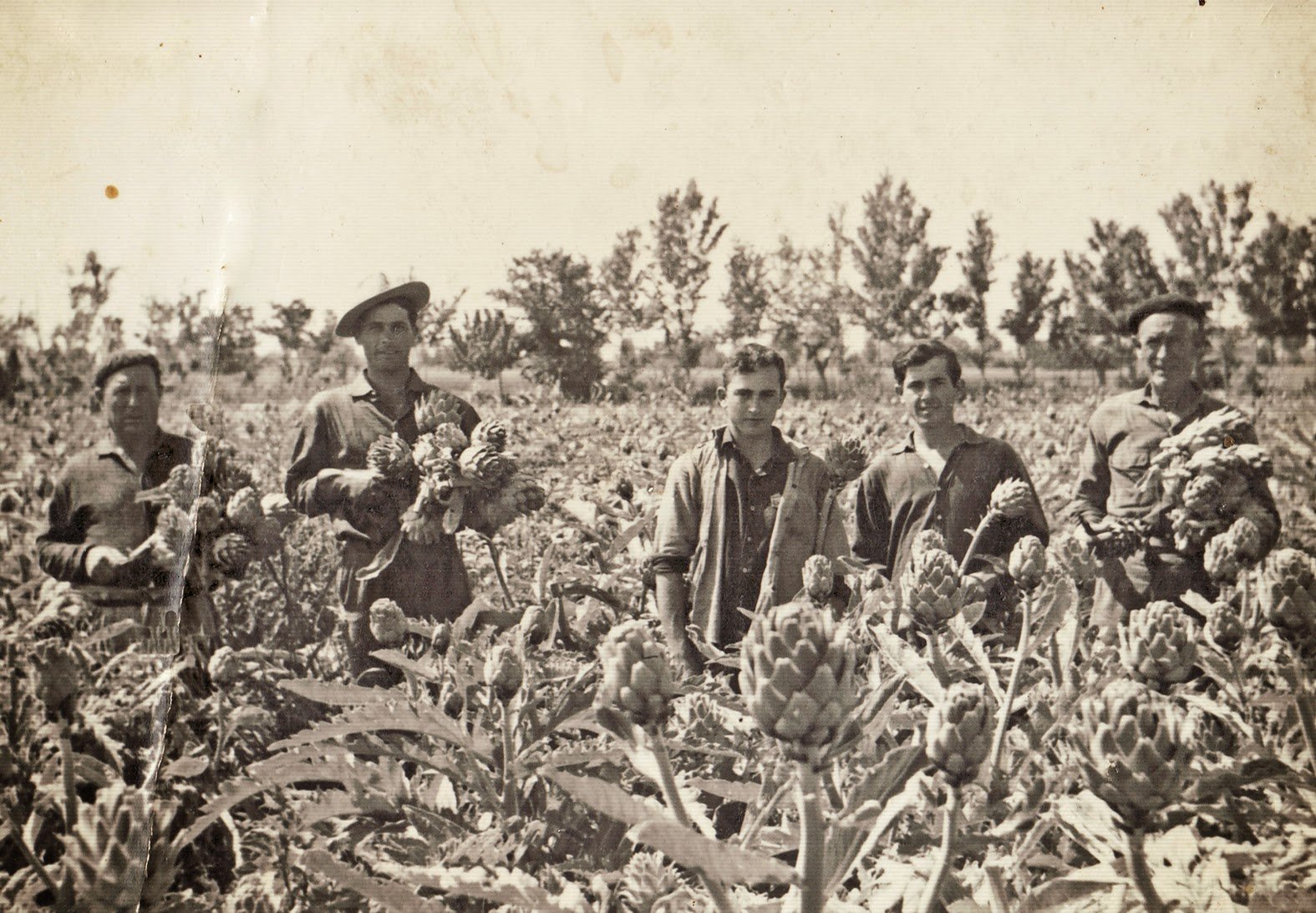 alcachofa de la vega baja