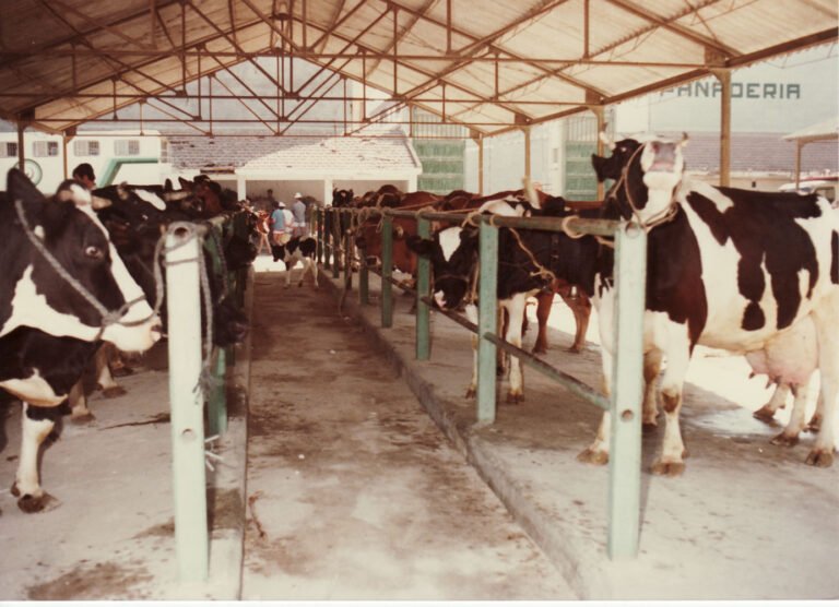 mercado ganado almoradi