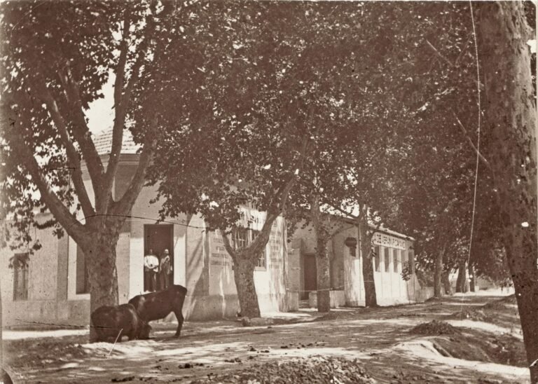 almacen adrian viudes