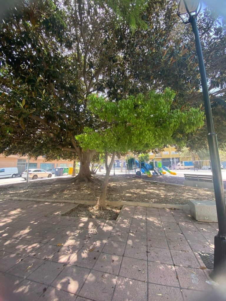 Todos queremos árboles cerca, pero no en la puerta img 1494