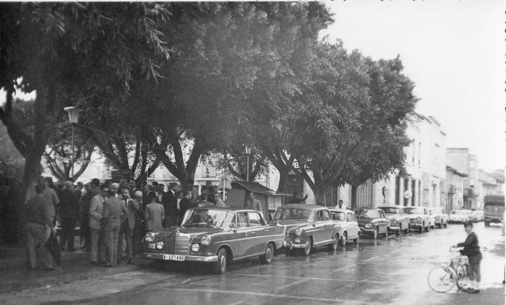 Los árboles del Paseo: tres generaciones de sombra